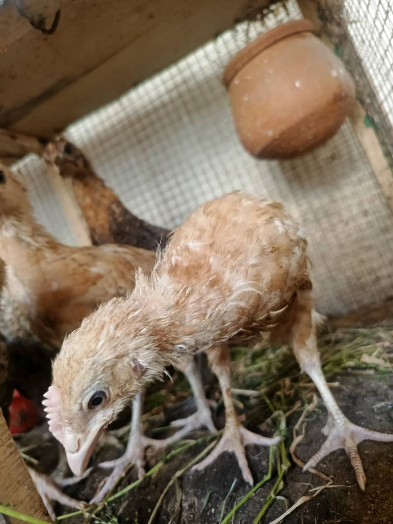 chicks 4