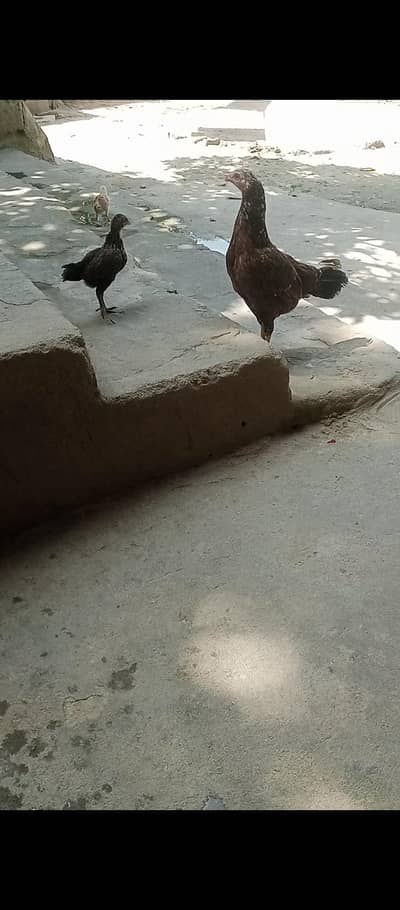 aseel brees with 2 chicks nar madi