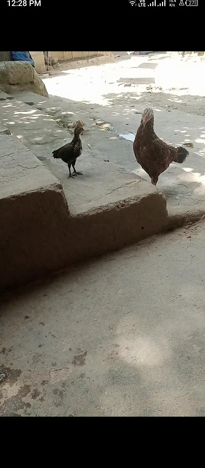aseel brees with 2 chicks nar madi — photo 2