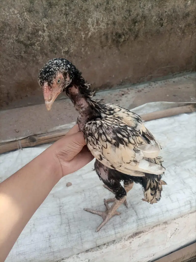 100% 5 LAKIYA BREEDER KA phath HA/PARENTS PICTURE ATTACHED — photo 3