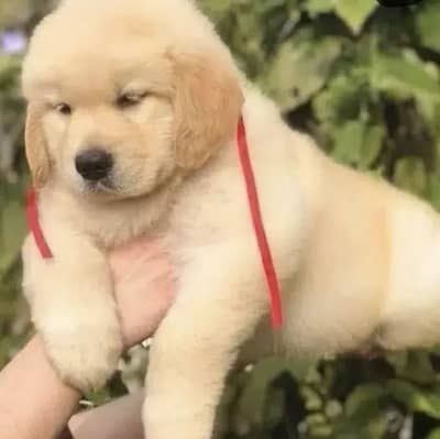 Imported Golden retriever kcp pedigree puppies