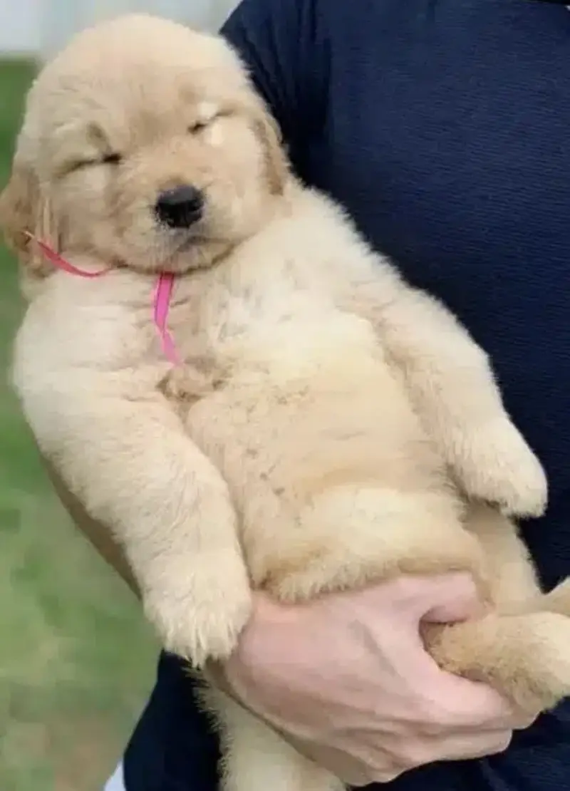 Imported Golden retriever kcp pedigree puppies — photo 2