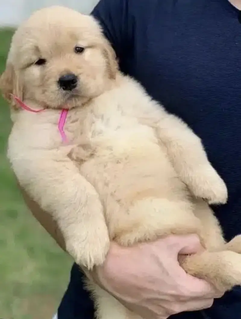 Imported Golden retriever kcp pedigree puppies — photo 3