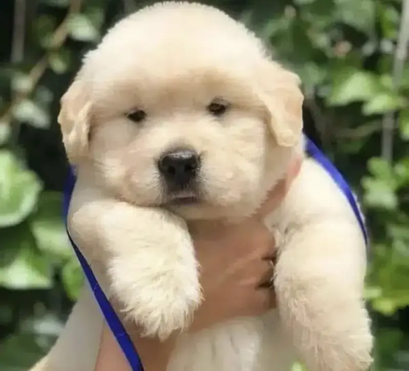 Imported Golden retriever kcp pedigree puppies — photo 5