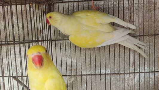color ringneck cremeno male yellow female