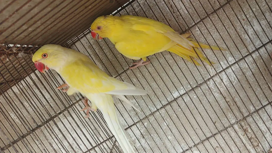 color ringneck cremeno male yellow female — photo 3