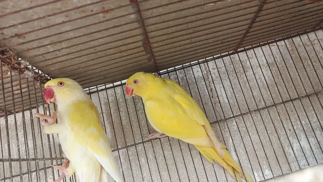 color ringneck cremeno male yellow female — photo 4