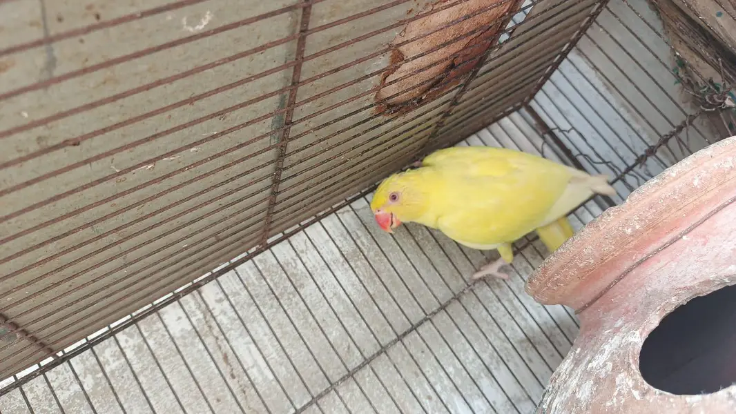 color ringneck cremeno male yellow female — photo 8