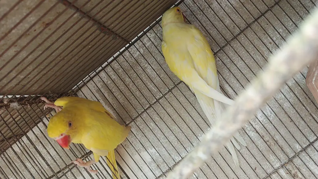 color ringneck cremeno male yellow female — photo 9