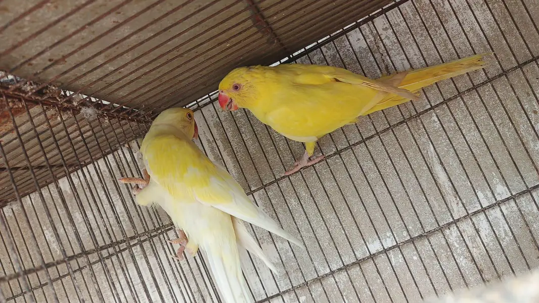 color ringneck cremeno male yellow female — photo 10