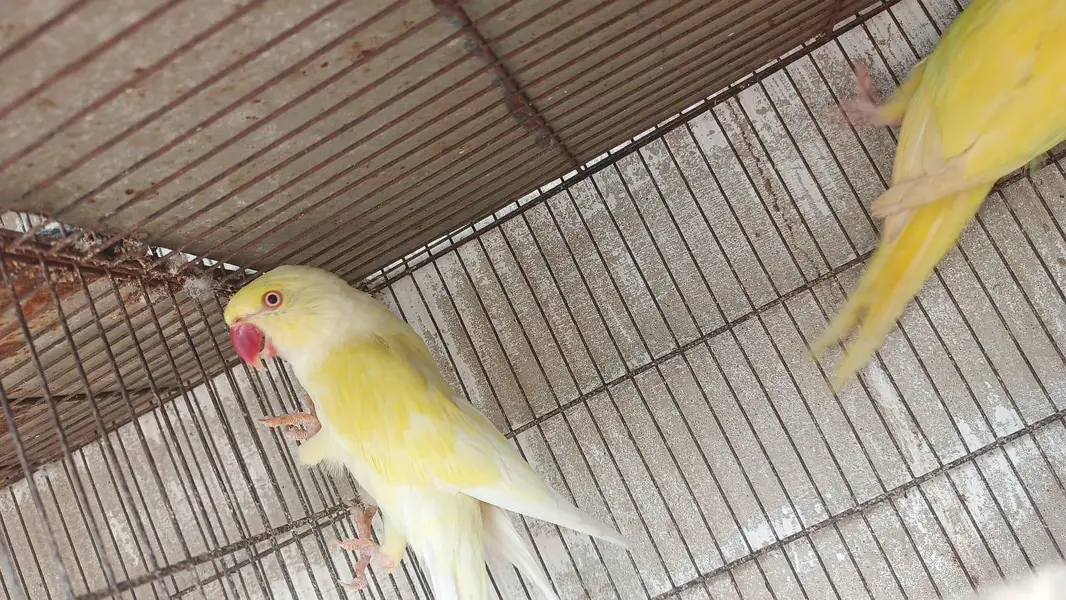 color ringneck cremeno male yellow female — photo 11