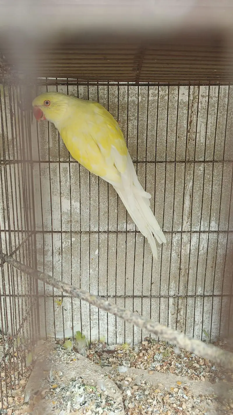 color ringneck cremeno male yellow female — photo 12