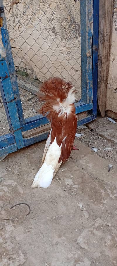 male for sale
