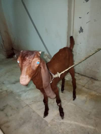Goat baby male