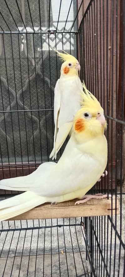 Cocktail Parrot