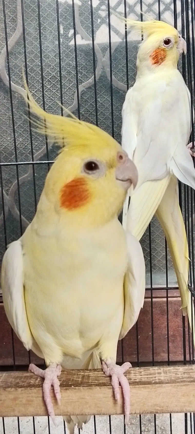 Cocktail Parrot — photo 2