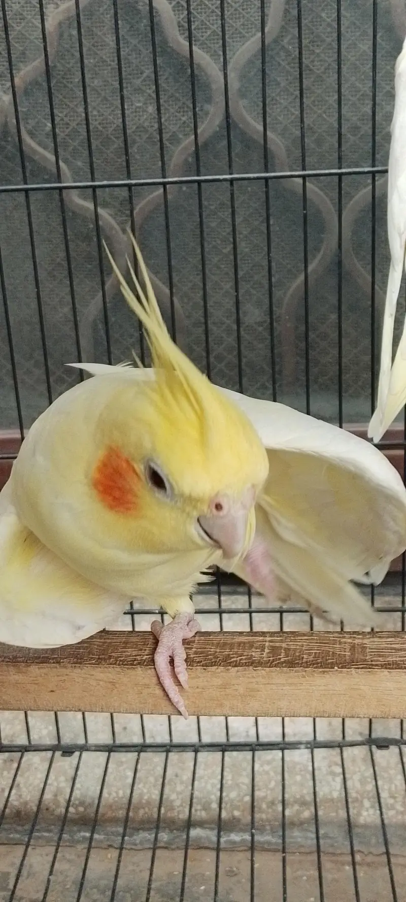 Cocktail Parrot — photo 3