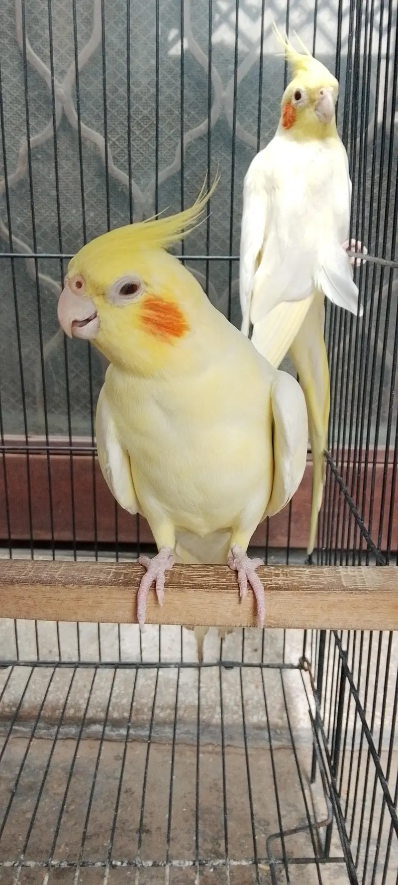 Cocktail Parrot — photo 4