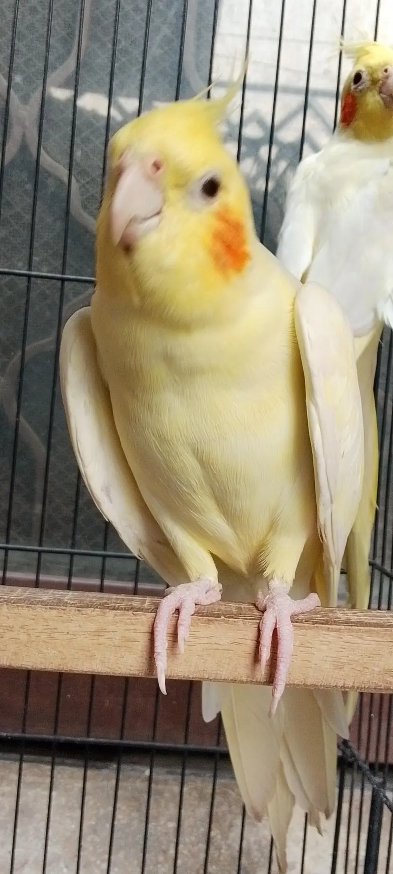 Cocktail Parrot — photo 5