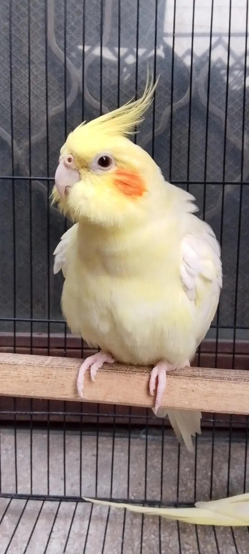 Cocktail Parrot — photo 6