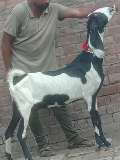 Dabi Beetal Gabn bakri sale