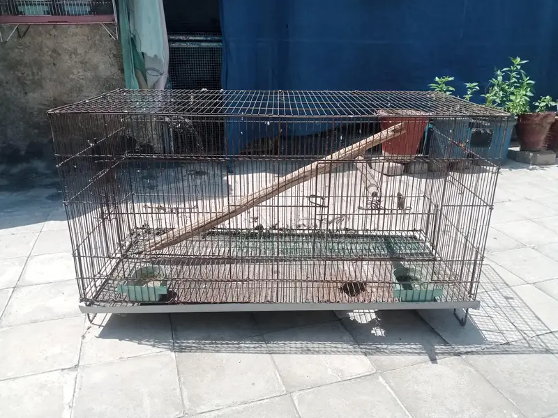 birds cage for sale — photo 2