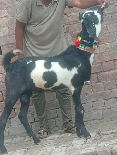 Beetal Daba Bakra sale