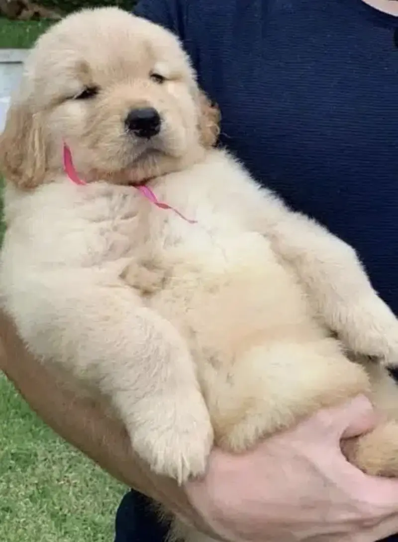 Imported golden retriever kcp pedigree puppies — photo 4