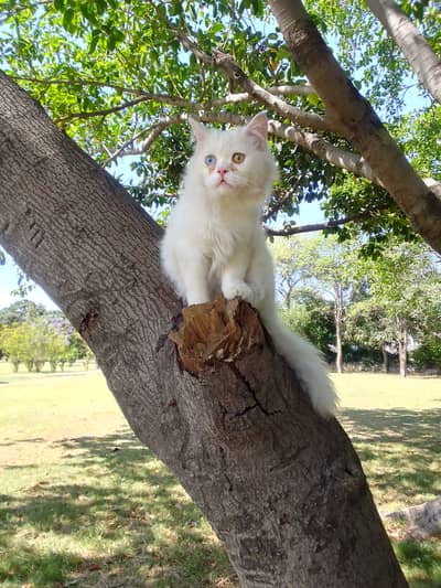 Percian Cat For Sell