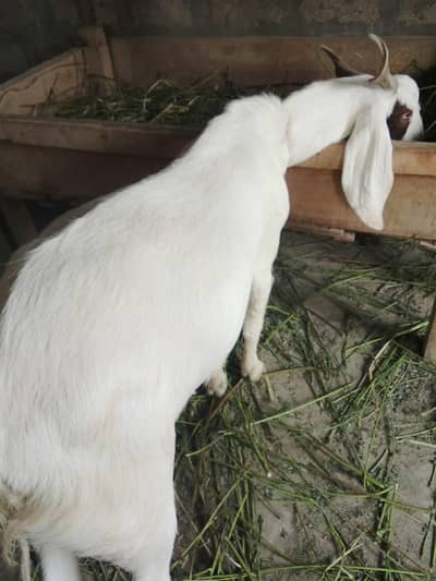 White Nawab Shah Kathia Gulabo Bakra for Sale – 70 KG