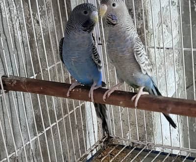 Black face Budgie