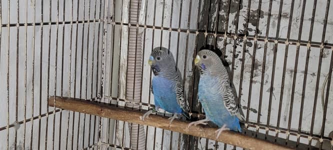 Black face Budgie