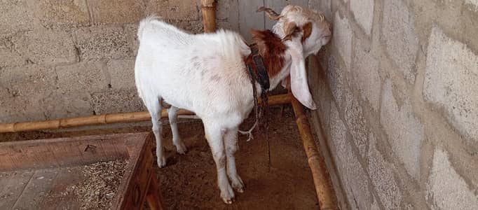 Gulabi Ablak Bakra 2 dant