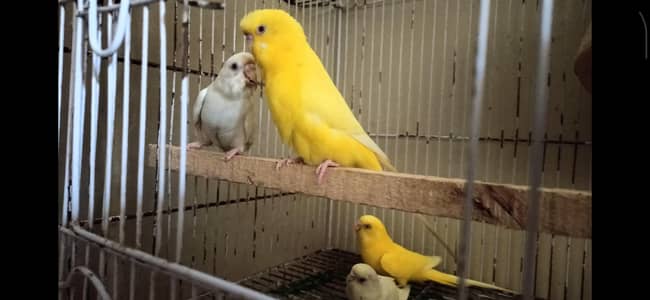 Red Eye Budgies pairs