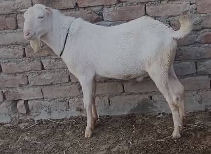 Potential Breeder Gulabi Teda Available with beard