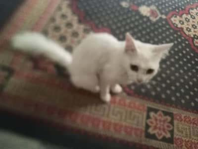  Adorable Cat for sale