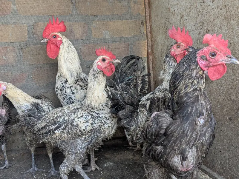 whole sele rate pe with discount egg wali murgiyain — photo 2