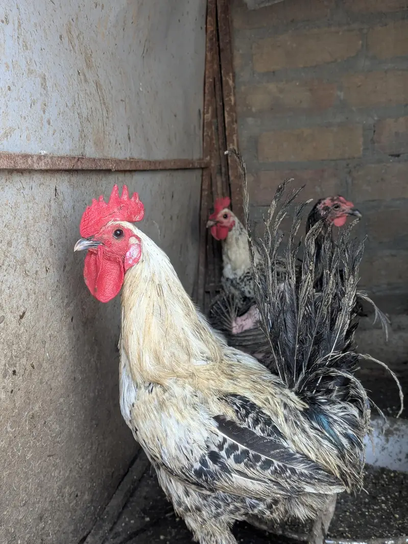 whole sele rate pe with discount egg wali murgiyain — photo 3