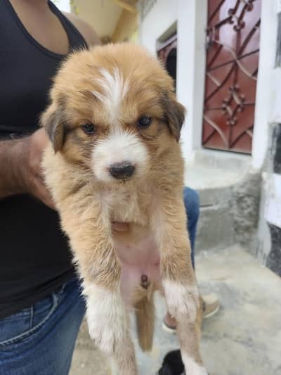urgent sale