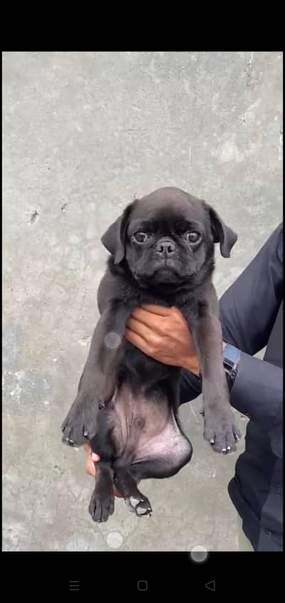 Pug Male