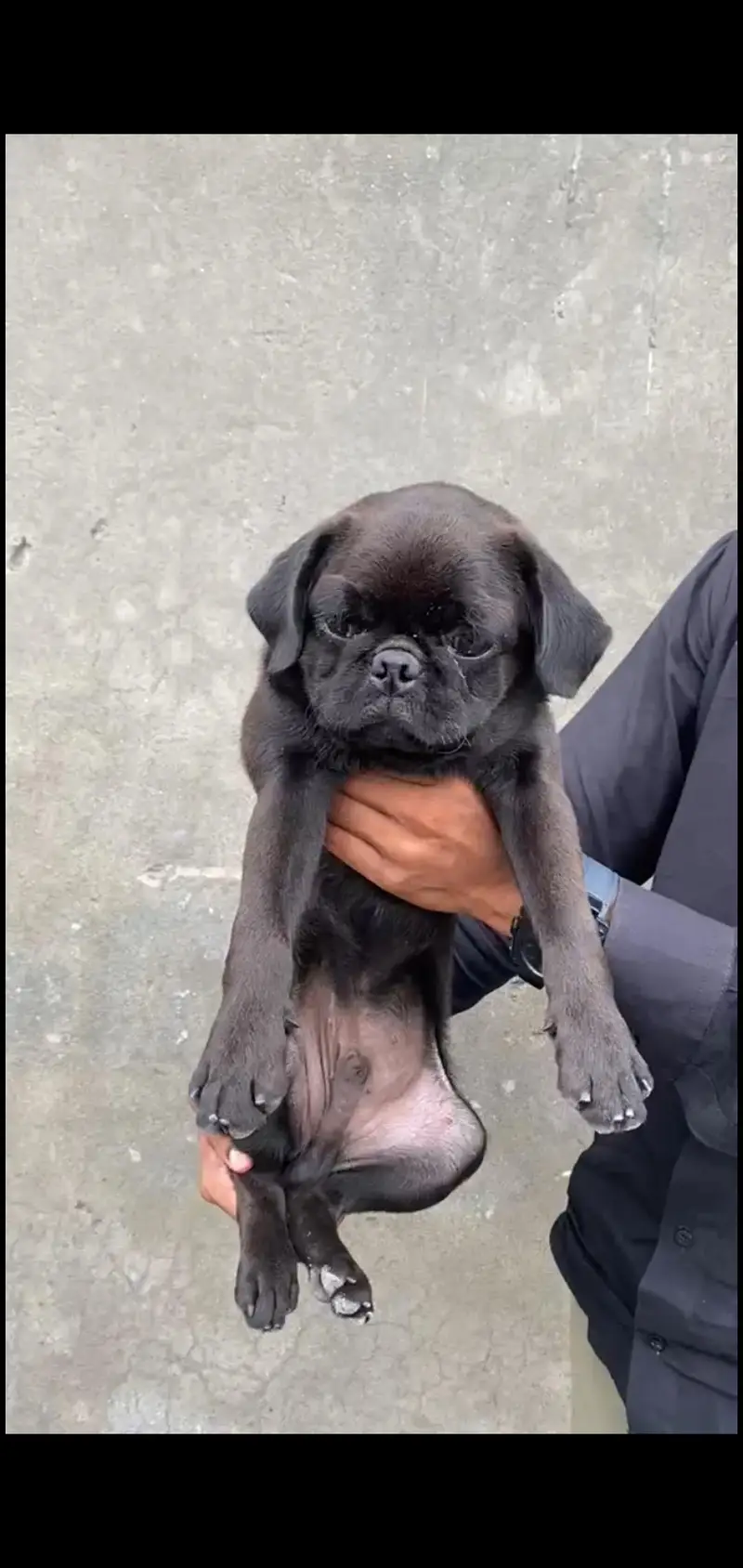 Pug Male — photo 2