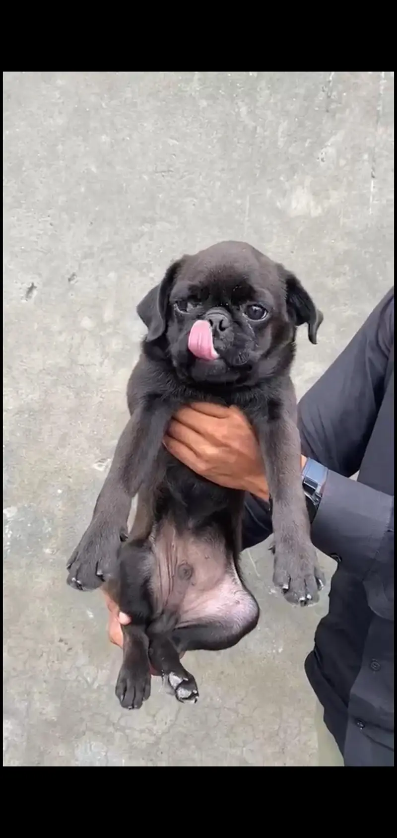 Pug Male — photo 3