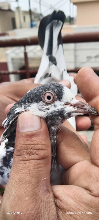 Tasweer waly birds