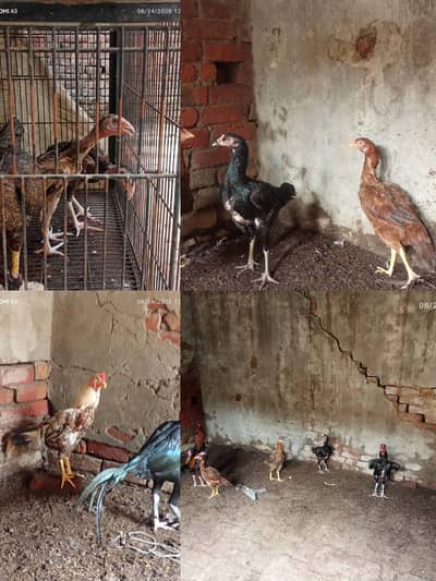 aseel Chicks breeders available