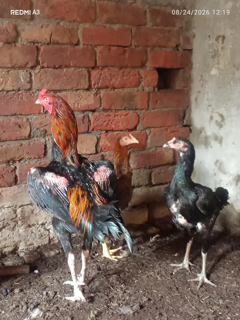 aseel Chicks breeders available — photo 2