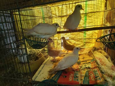 doves
