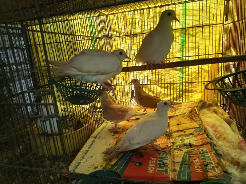 doves
