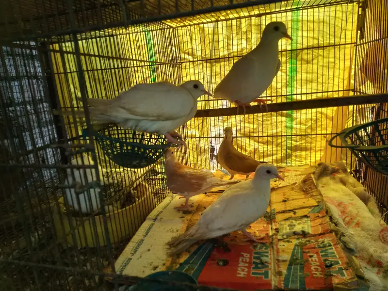 doves — photo 2