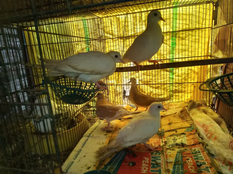 doves — photo 3