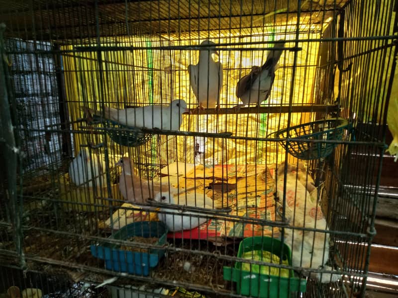 doves 3